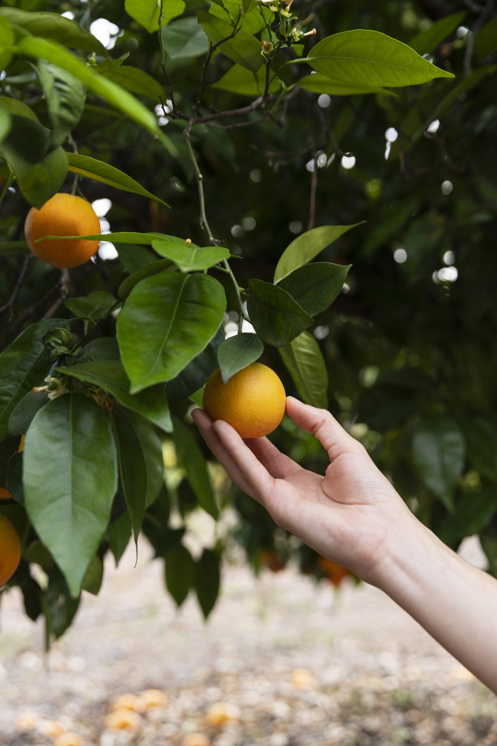 woman-holding-orange-her-hand