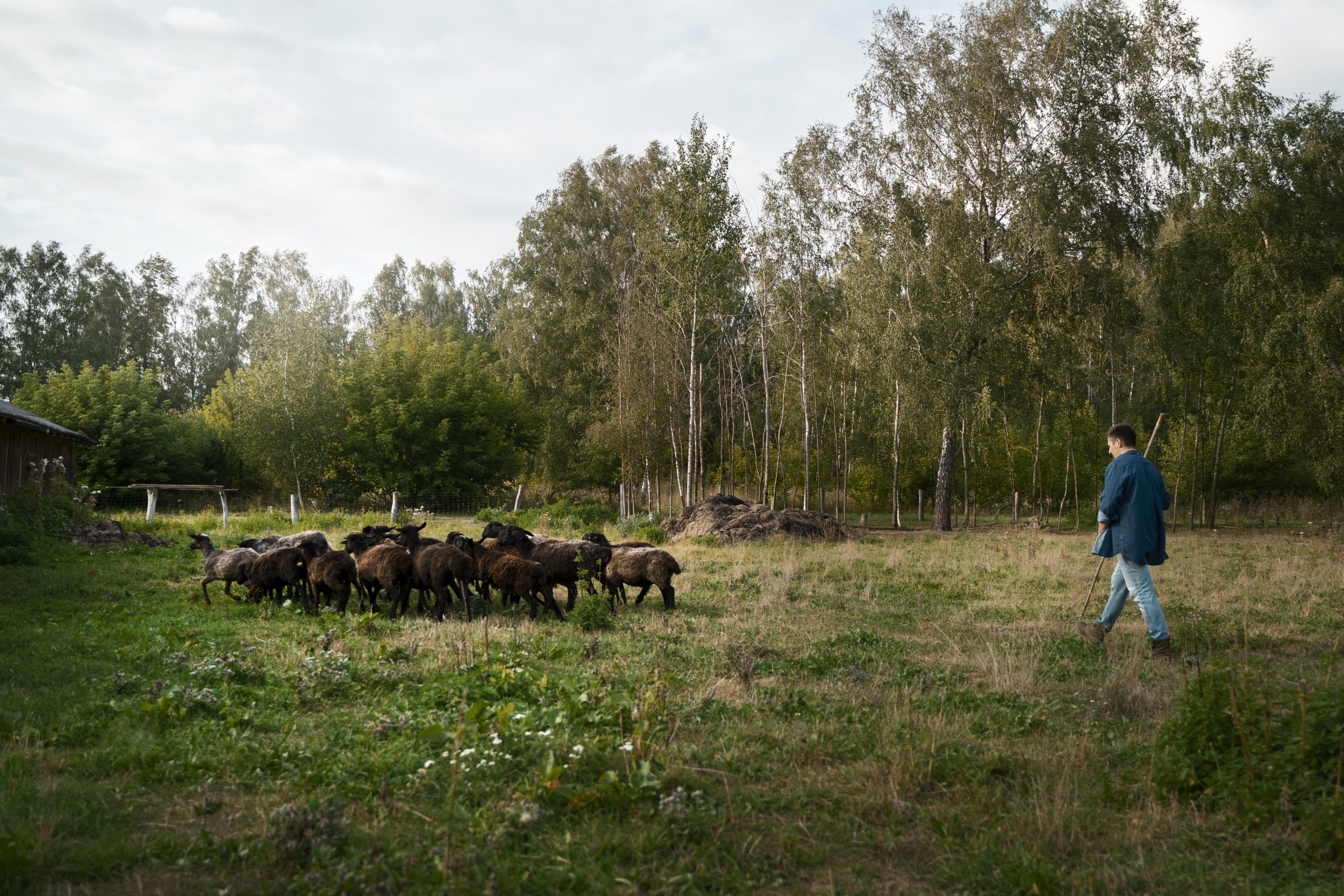 long-shot-shepherd-walking-field