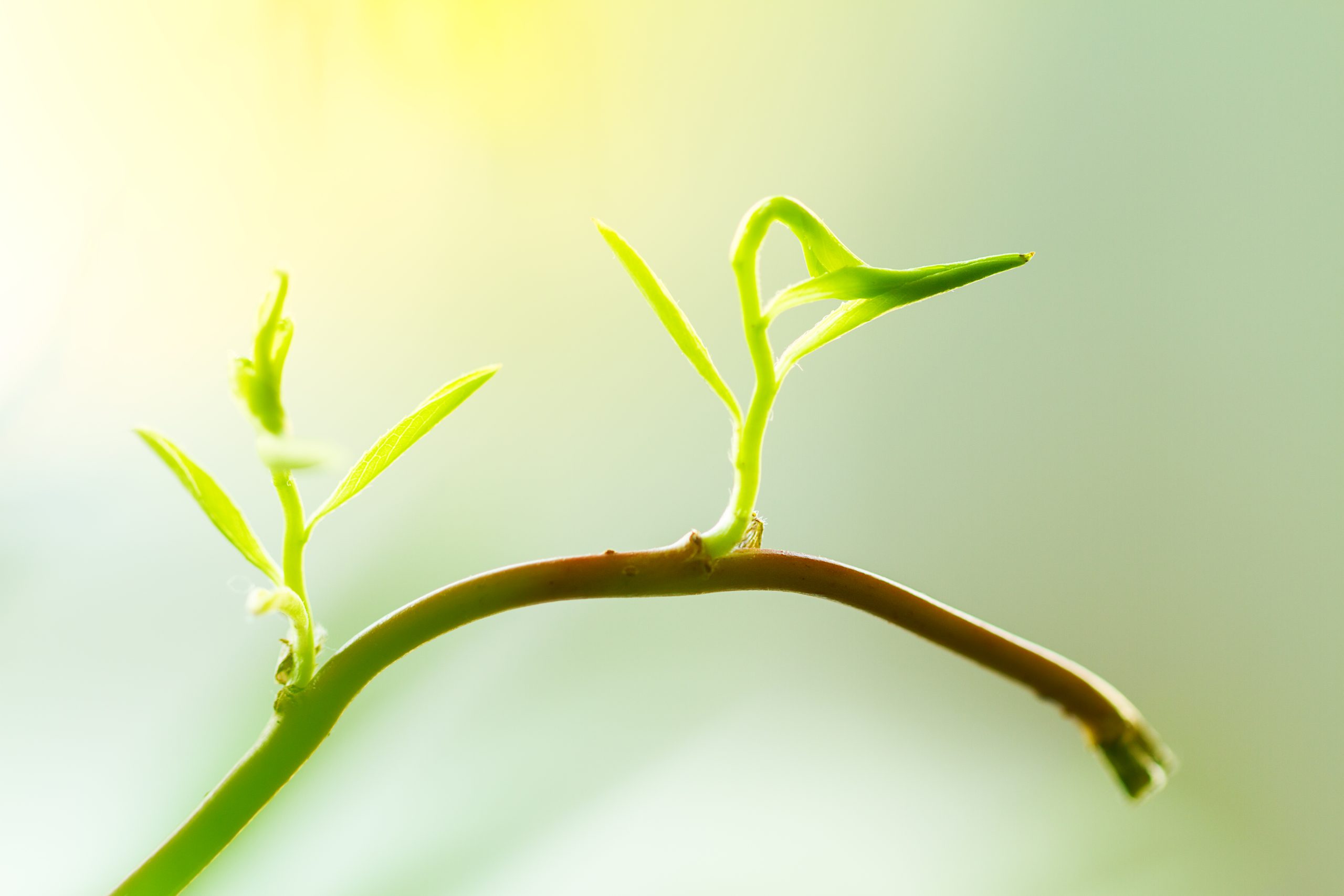 Young Baby Plant or Flower Sprout Growing Out from Branch. Conc